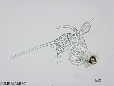 phyto/Brazilian_Nordeste/FernandodeNoronha_station1/ABRACOS1 October 2015/Tripos arietinus et Podolampas palmipes (ancien Ceratium tripos var. atlanticum -Snap-1103)(copy)_thumb.jpg